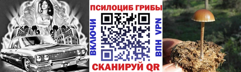 где продают Волгодонск Галлюциногенные грибы прущие грибы